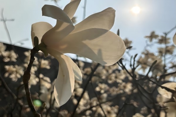 摄影：春之花 -  122cc太阳集成游戏