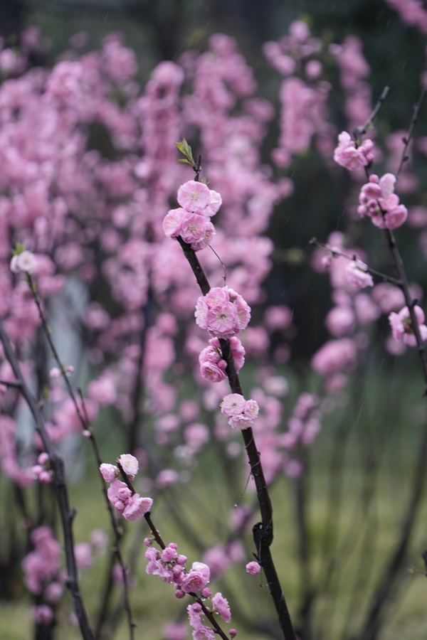 摄影 | 春雨留香，，，，花影婆娑 -  122cc太阳集成游戏