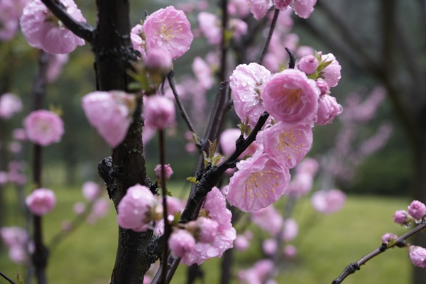 摄影 | 春雨留香，，，，花影婆娑 -  122cc太阳集成游戏